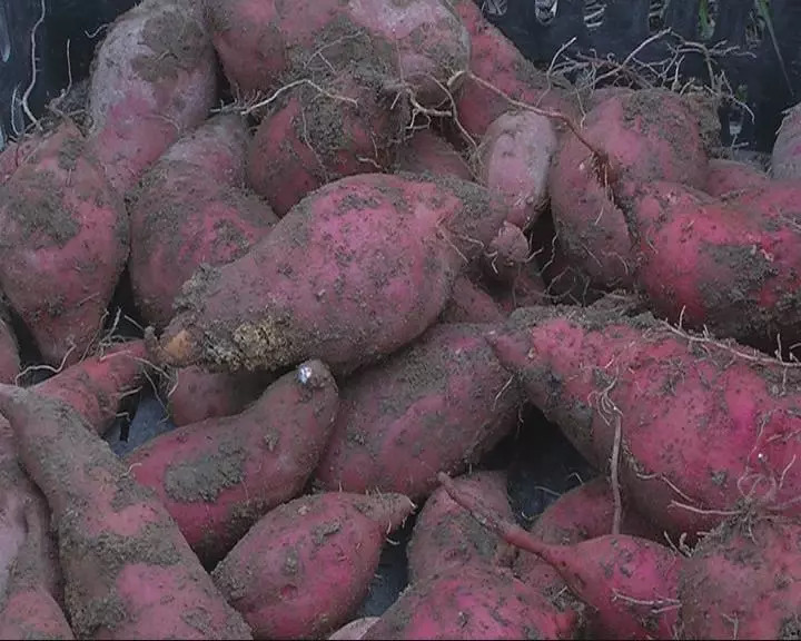 hth·华体(中国区)官方网站